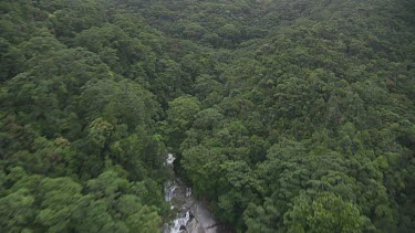 Small creek through a dense forest in Daintree National Park