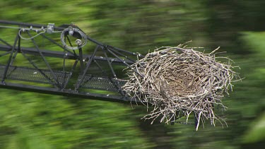 Nest on a canopy crane over dense forest in Daintree National Park