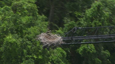 Nest on a canopy crane over dense forest in Daintree National Park