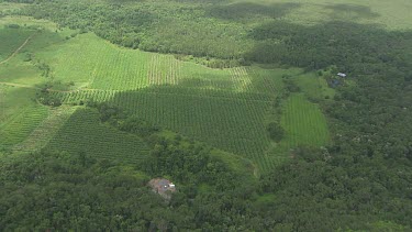 Aerial view of green fields in Daintree National Park