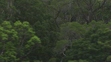 Forested mountain peaks in Daintree National Park