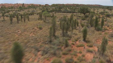 Sparse desert vegetation on King's Canyon