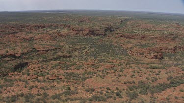 Desert vegetation in King's Canyon