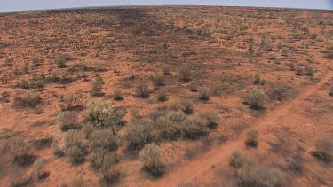 Desert vegetation in King's Canyon