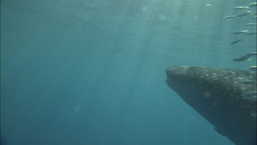 Close up of Whale Shark at Ningaloo Reef. Whale Shark leaves shot.