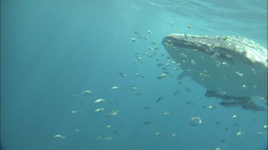Underwater Shot of Whale Shark at Ningaloo Reef