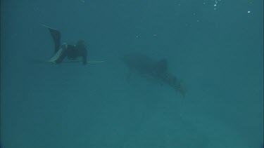 Diver is preparing to tag Whale Shark.