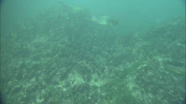 Underwater Shot of Ningaloo Reef