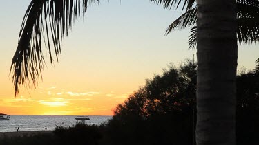 Palm Trees at near Monkey Mia Shore