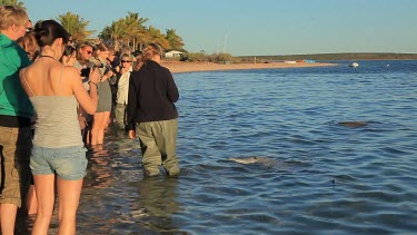 Shots of dolphins at Monkey Mia Shore.