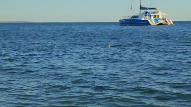 Shots of dolphins at Monkey Mia Shore.