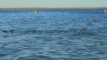 Shots of dolphins at Monkey Mia Shore.