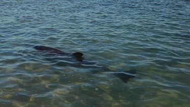 Shots of dolphins at Monkey Mia Shore.