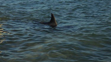 Shots of dolphins at Monkey Mia Shore.