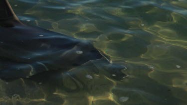 Shots of dolphins at Monkey Mia Shore.