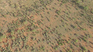 Aerial Views over MacDonnell Ranges with Brumby Horses