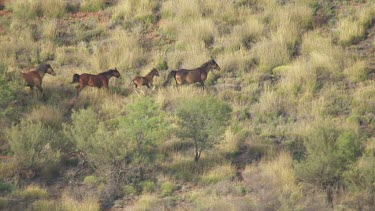 Aerial Views over MacDonnell Ranges with Brumby Horses