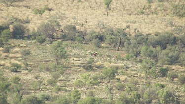 Aerial Views over MacDonnell Ranges with Brumby Horses