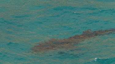 Aerial View of Shark Bay - Whale Shark Swimming