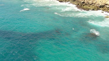 Aerial View of Shark Bay - Whale Shark Swimming