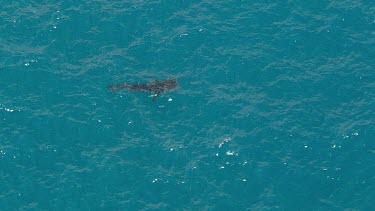Aerial View of Shark Bay - Whale Shark Swimming