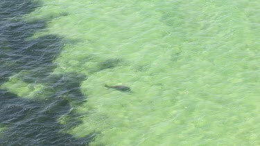 Aerial View of Shark Bay - Dugong Swimming