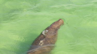 Aerial View of Shark Bay - Dugong Swimming