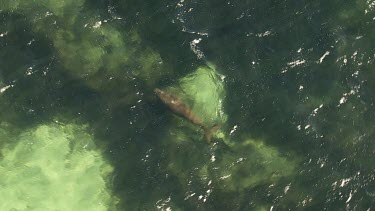 Aerial View of Shark Bay - Dugong Swimming