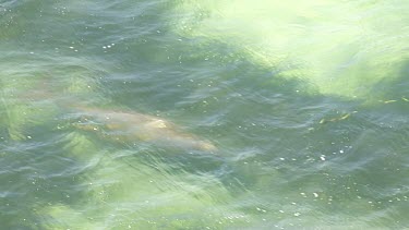 Aerial View of Shark Bay - Dugong Swimming