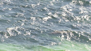 Aerial View of Shark Bay - Dugong Swimming