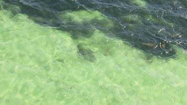 Aerial View of Shark Bay - Dugong Swimming