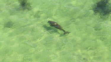 Aerial View of Shark Bay - Dugong Swimming