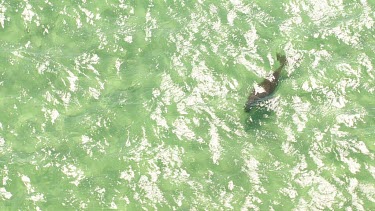 Aerial View of Shark Bay - Dugong Swimming