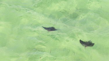 Aerial View of Shark Bay - Manta Rays Swimming