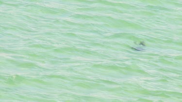 Aerial View of Shark Bay - Manta Rays Swimming