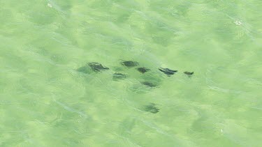 Aerial View of Shark Bay - Manta Rays Swimming