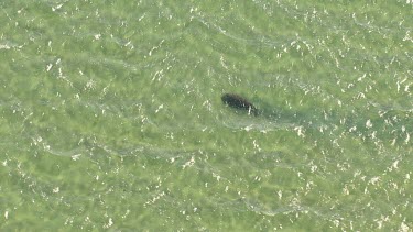 Aerial View of Shark Bay - Dugong Swimming
