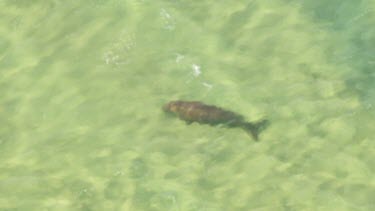 Aerial View of Shark Bay - Dugong Swimming