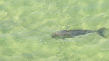 Aerial View of Shark Bay - Dugong Swimming
