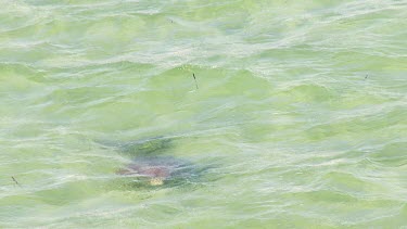 Aerial View of Shark Bay - Dugong Swimming