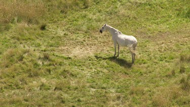 Aerial of Kosciuszko National Park Landcape - Wild Horse standing