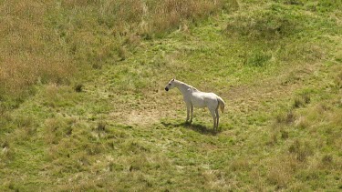 Aerial of Kosciuszko National Park Landcape - Wild Horse standing