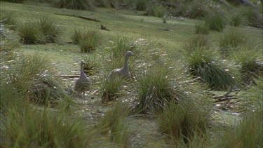 Cape Barren geese walking