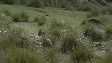 Cape Barren geese walking, kangaroo in BG