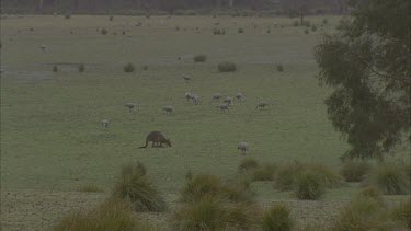 Cape Barren Geese and kangaroo grazing in rain