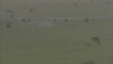 Kangaroo hopping in rain Cape Barren geese in BG