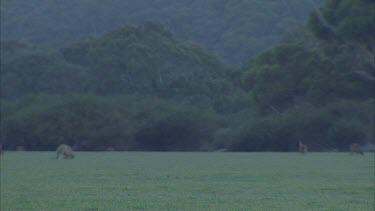 Kangaroo hopping over grass paddock