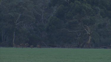 Kangaroos large mob hopping over grass paddock