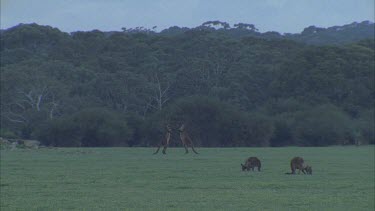 Two kangaroos fighting others nearby grazing
