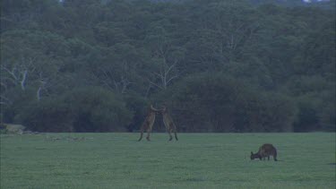 Two kangaroos fighting others nearby grazing